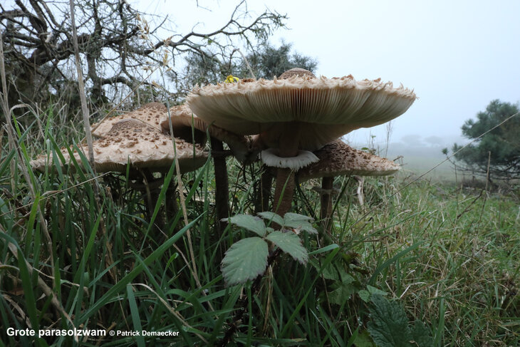 Ontspanning Geleide natuurwandeling het Vlaams natuurreservaat Zwinduinen 