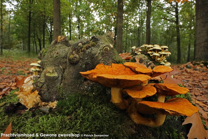 Ontspanning Geleide natuurwandeling speciale aandacht voor paddenstoelen Bulskampveld