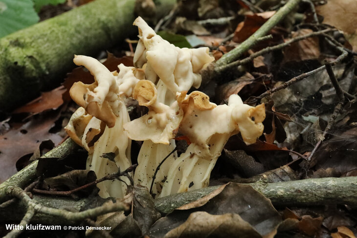 Ontspanning Geleide natuurwandeling Drongengoedbos / Maldegemveld