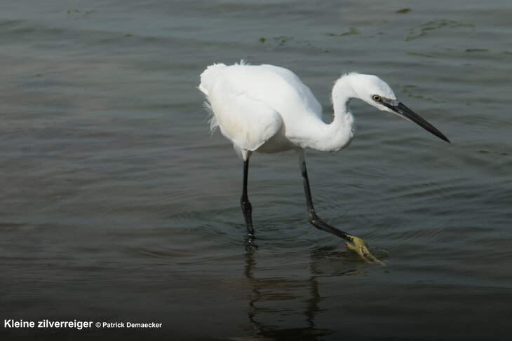 Ontspanning Geleide natuurwandeling Waterdunen Breskens.