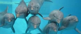 Ontspanning Boudewijn Seapark